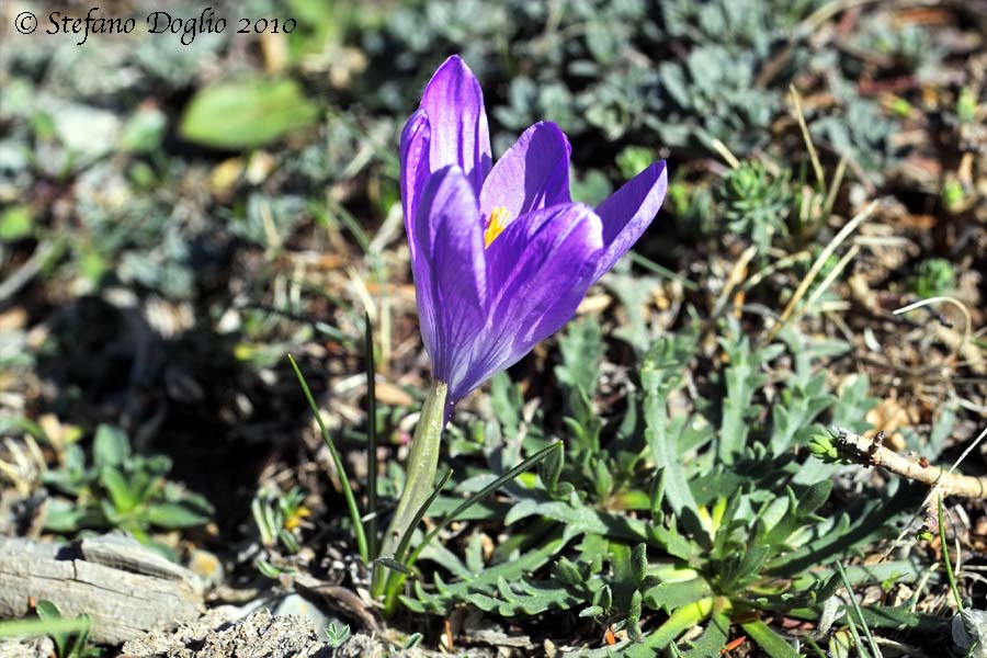 Crocus serotinus